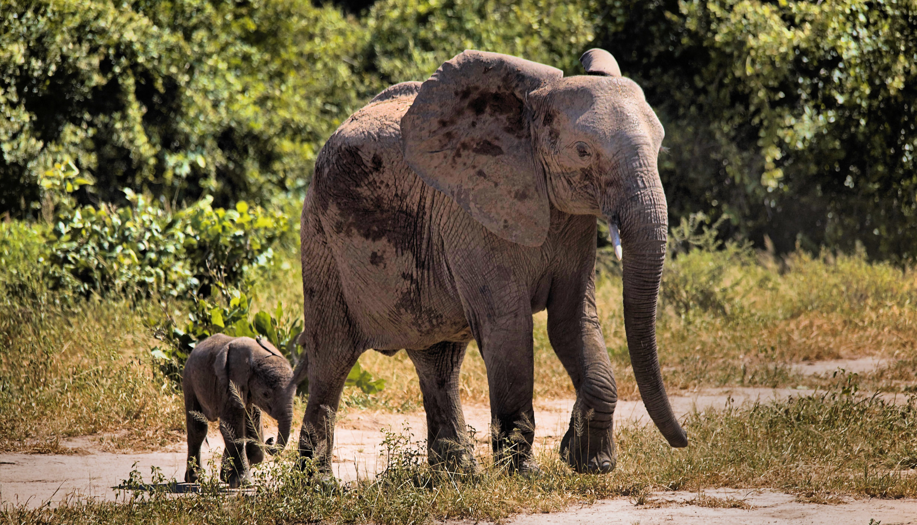 Ruaha Elefanten