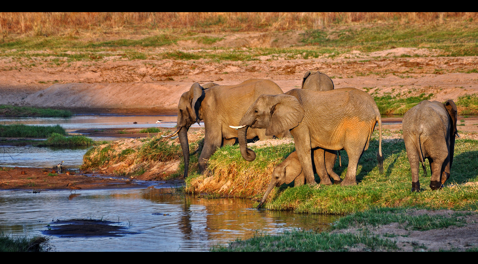 Ruaha Elephants...