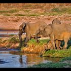 Ruaha Elephants...