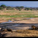 Ruaha Lions...