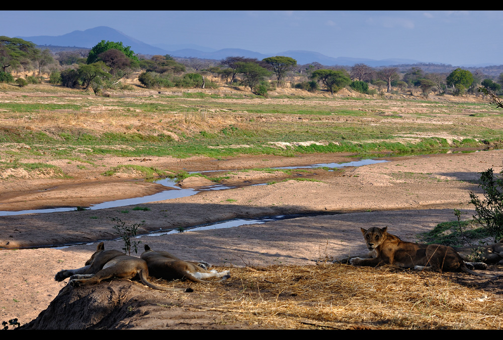 Ruaha Lions...