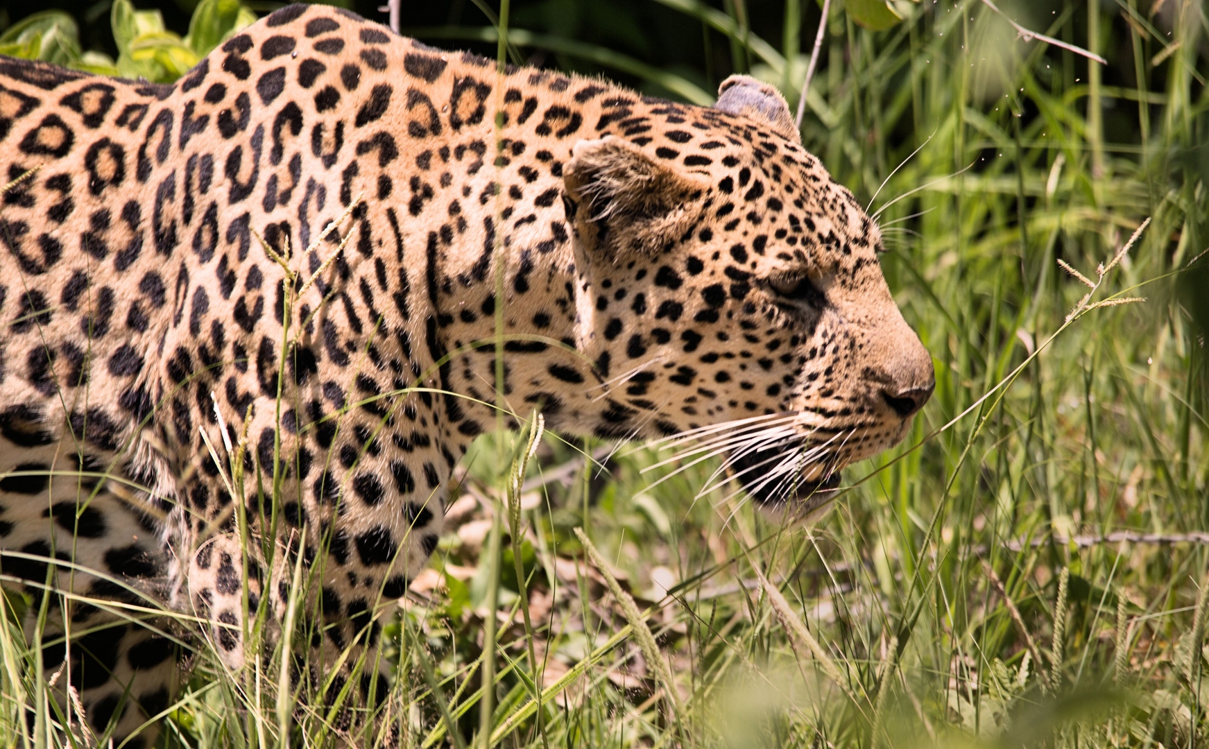 Ruaha Nationalpark