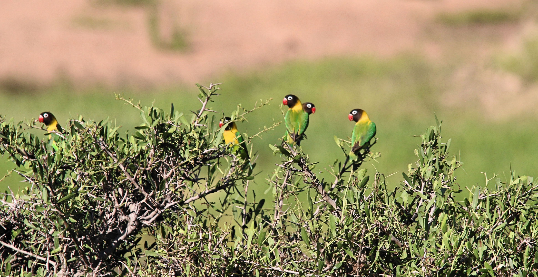 Ruaha Nationalpark