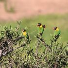 Ruaha Nationalpark