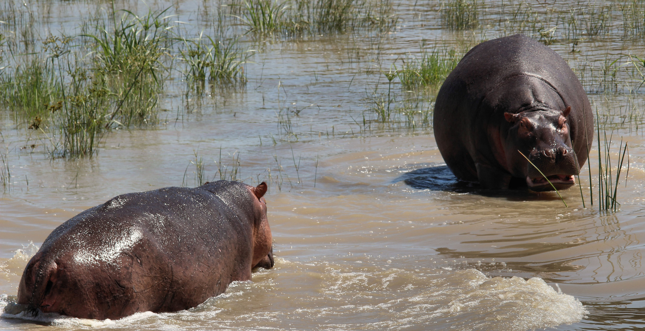 Ruaha Nationalpark