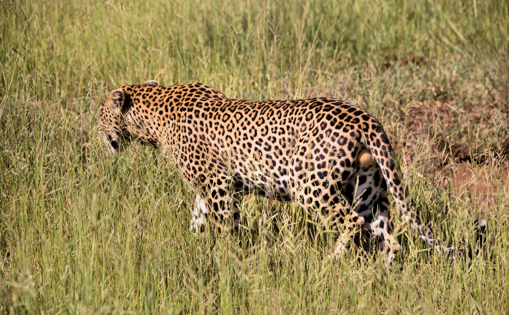 Ruaha Nationalpark