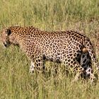 Ruaha Nationalpark