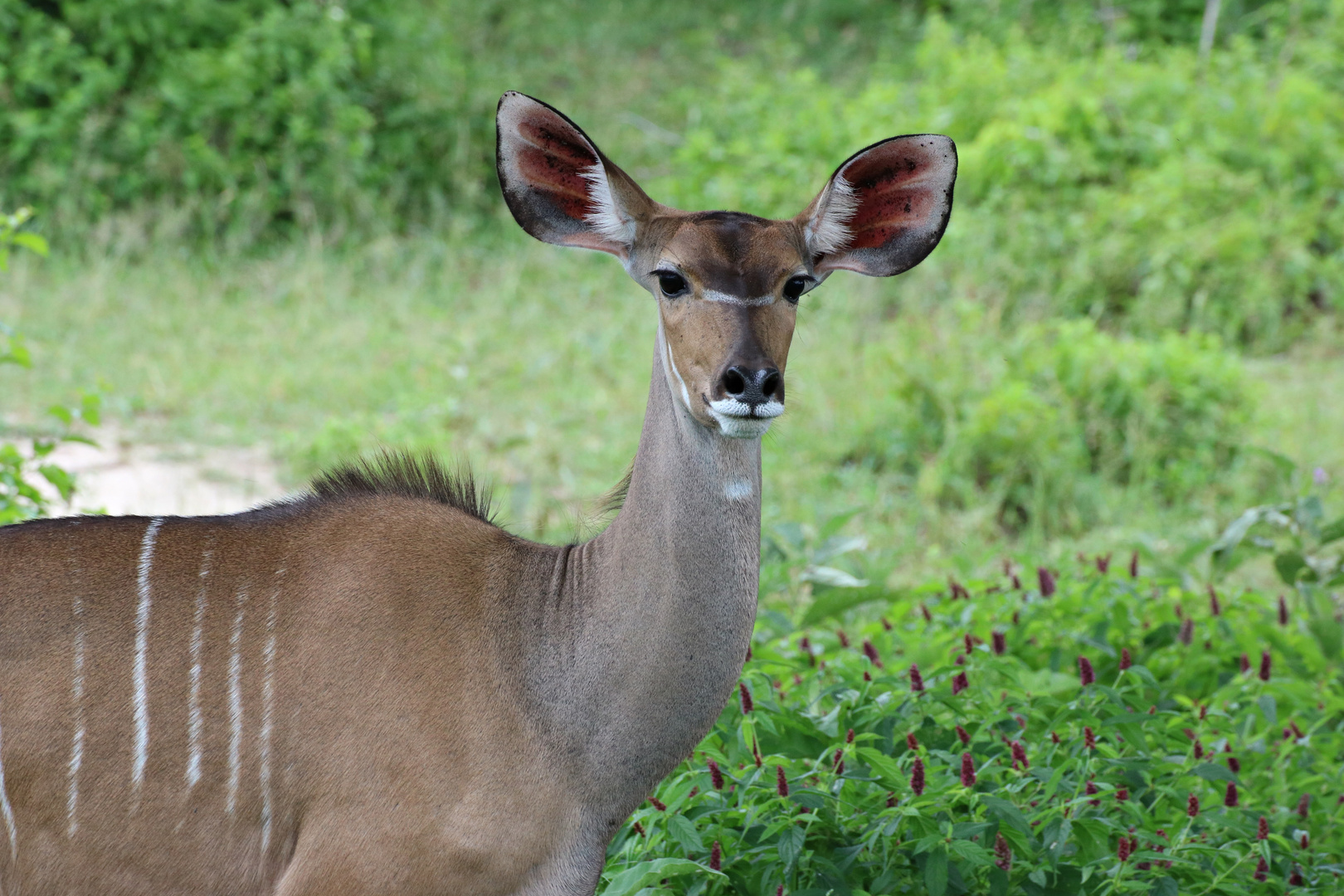 Ruaha Nationalpark, großer Kudu