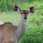 Ruaha Nationalpark, großer Kudu