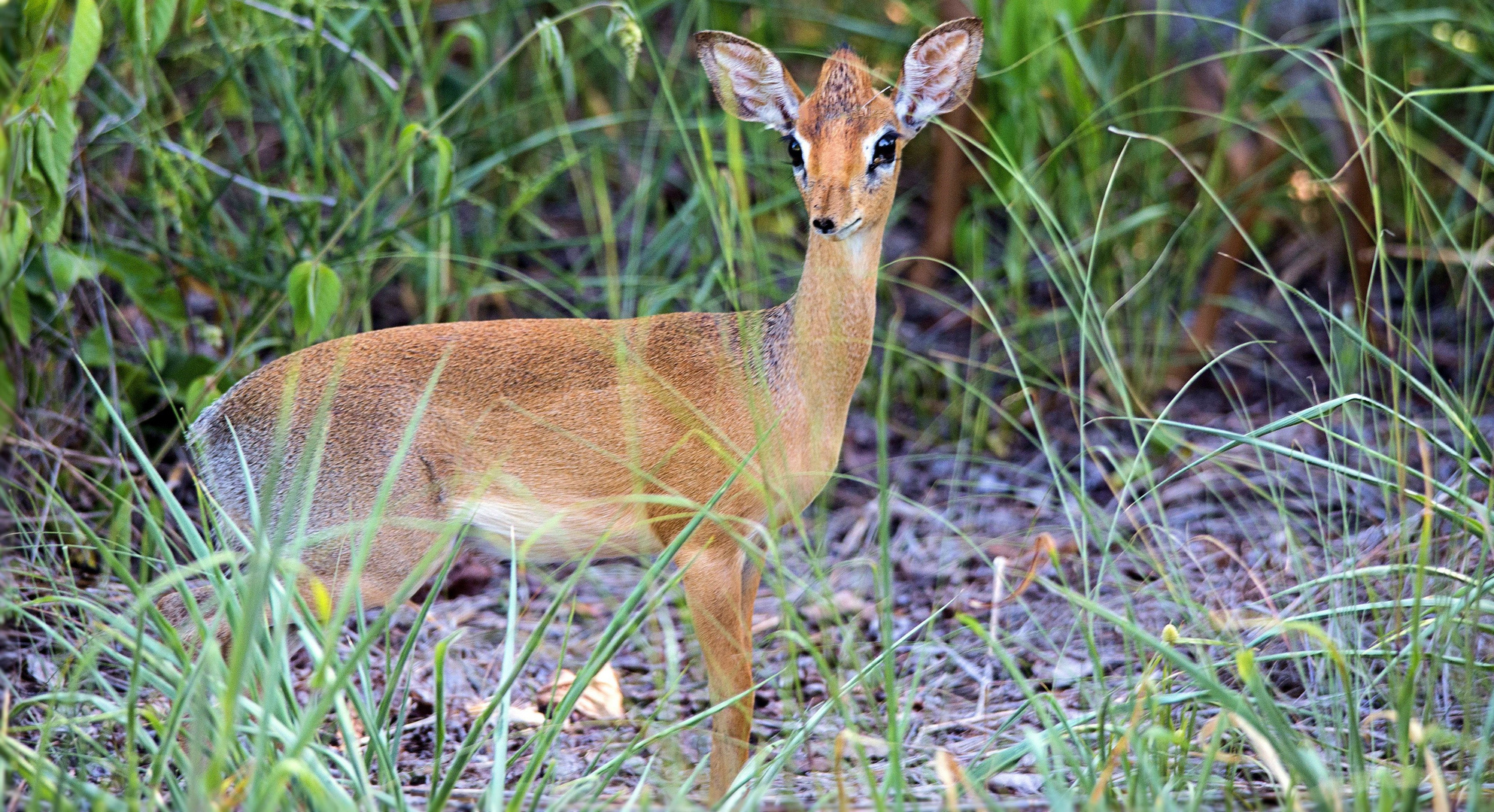 Ruaha NP