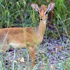 Ruaha NP