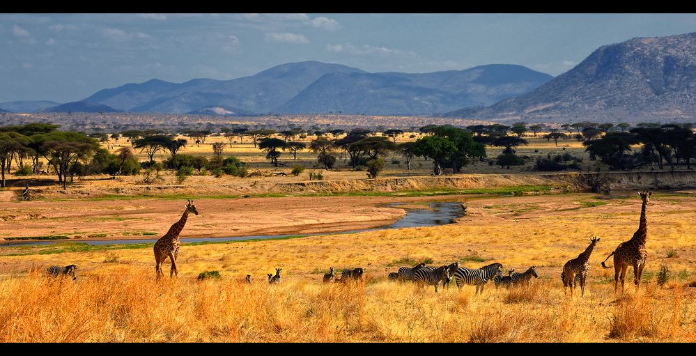 Ruaha N.P...