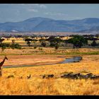 Ruaha N.P...