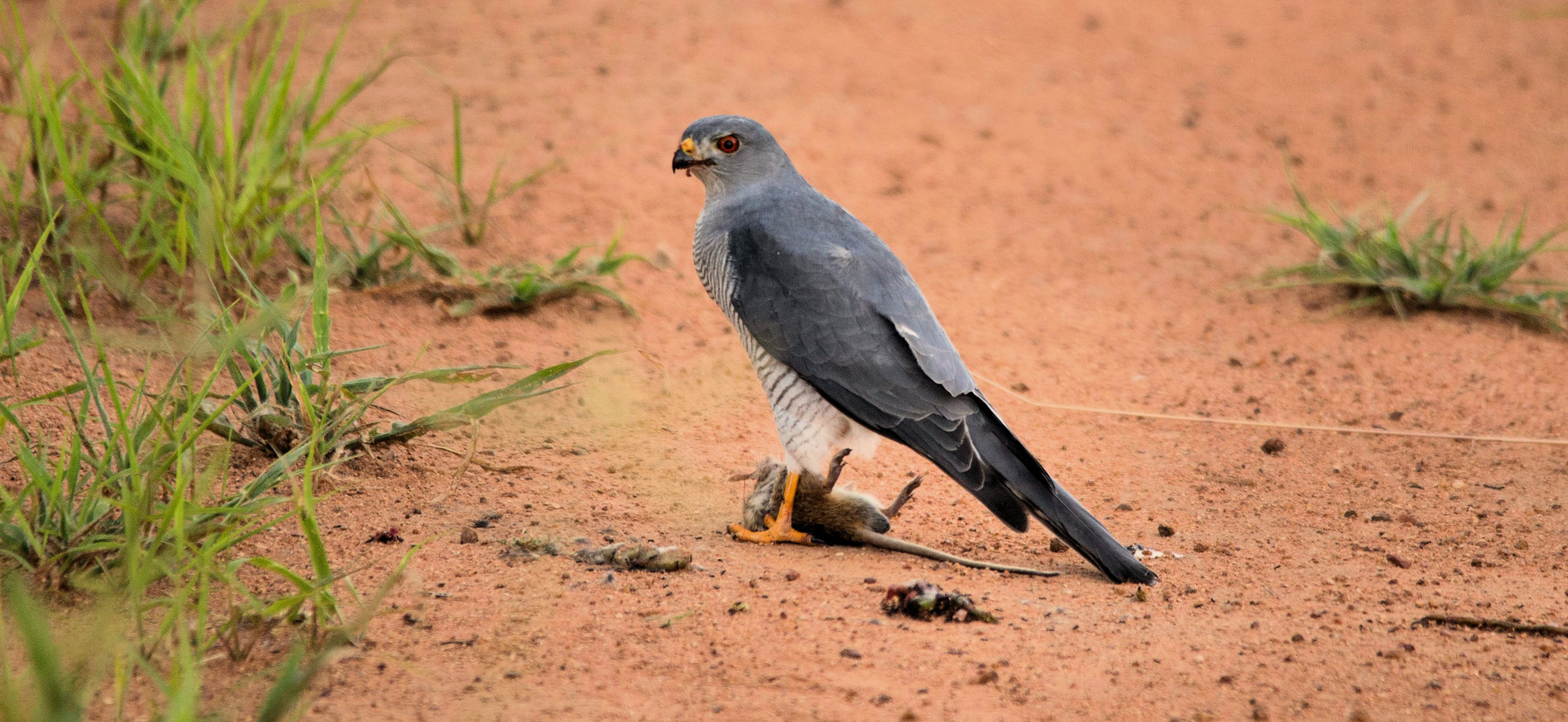 Ruaha NP