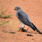 Ruaha NP