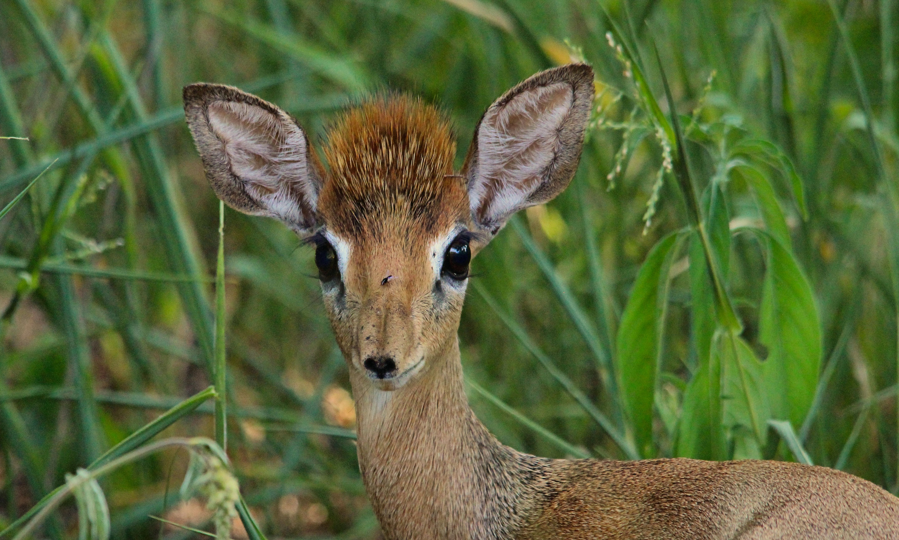 Ruaha NP