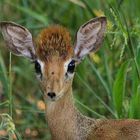 Ruaha NP