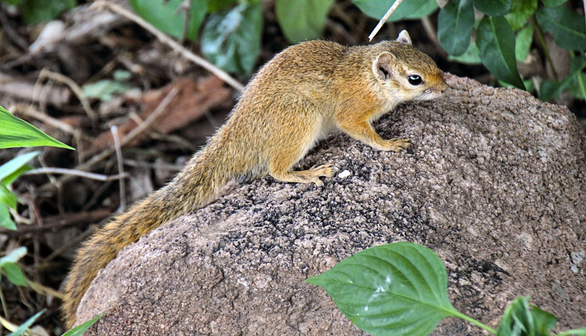 Ruaha NP