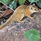 Ruaha NP