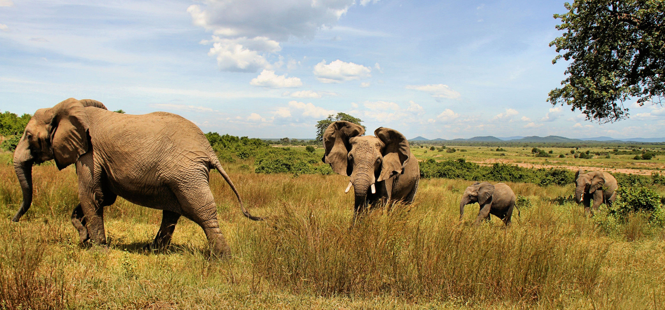 Ruaha NP / Tansania