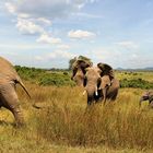 Ruaha NP / Tansania