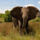 Ruaha NP / Tansania