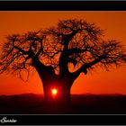 Ruaha Sunrise