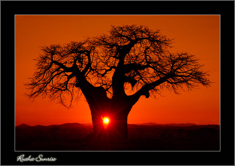 Ruaha Sunrise von Peter Bogoly