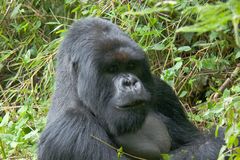 Ruanda - Berggorillas im Vulcanoes National Park (1)