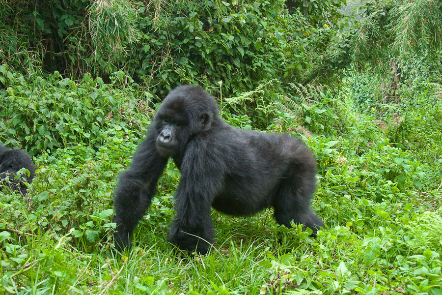 Ruanda - Berggorillas im Vulcanoes National Park (10)