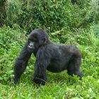 Ruanda - Berggorillas im Vulcanoes National Park (10)