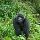 Ruanda - Berggorillas im Vulcanoes National Park (11)