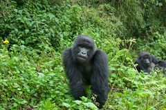 Ruanda - Berggorillas im Vulcanoes National Park (11)