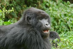 Ruanda - Berggorillas im Vulcanoes National Park (13)