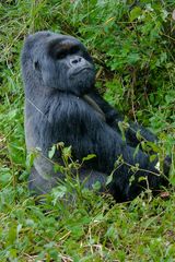 Ruanda - Berggorillas im Vulcanoes National Park (3)