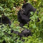 Ruanda - Berggorillas im Vulcanoes National Park (4)