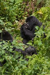 Ruanda - Berggorillas im Vulcanoes National Park (4)