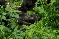 Ruanda - Berggorillas im Vulcanoes National Park (5)