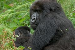 Ruanda - Berggorillas im Vulcanoes National Park (6)