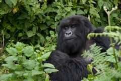 Ruanda - Berggorillas im Vulcanoes National Park (7)