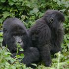 Ruanda - Berggorillas im Vulcanoes National Park (8)