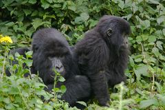 Ruanda - Berggorillas im Vulcanoes National Park (8)