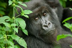 Ruanda - Berggorillas im Vulcanoes National Park (9)