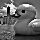 Rubber Duck