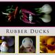 Rubber Ducks