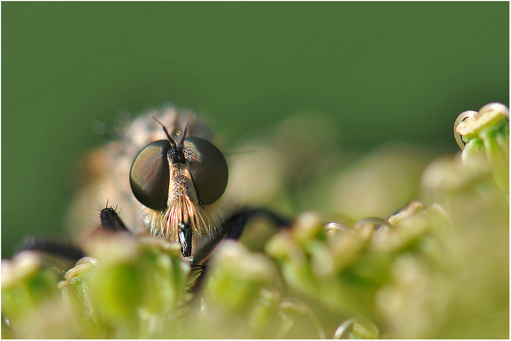 Rubber Fly is watching You