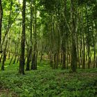 Rubber Plantation in Guatemala