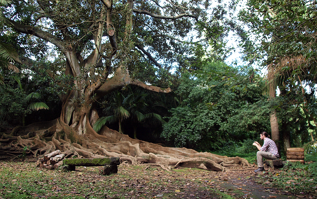 rubber tree