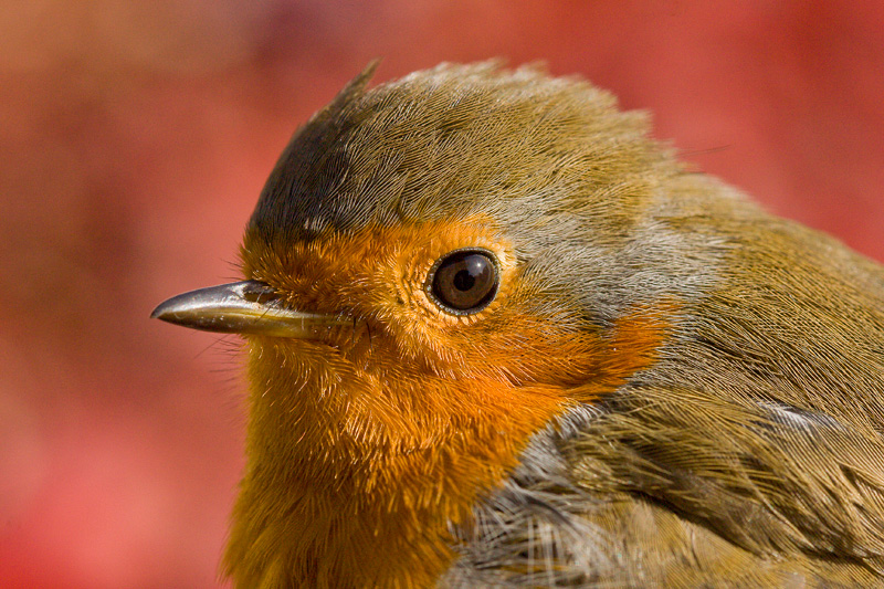 rubecula dans le rouge