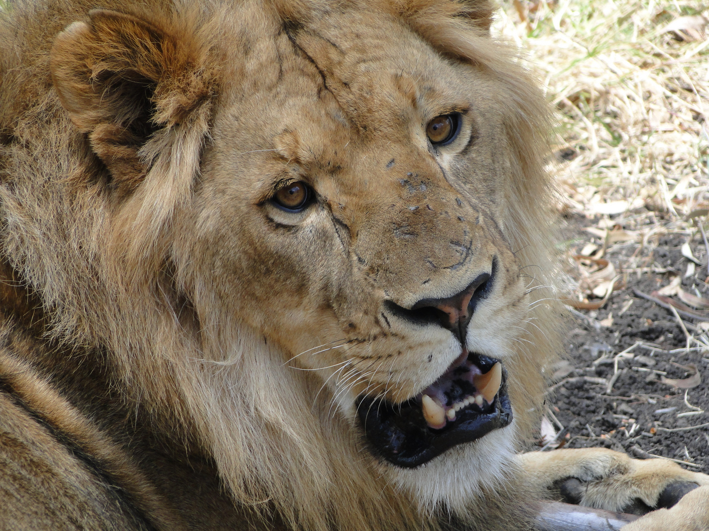 Ruben - (Lion) King of Mauritius